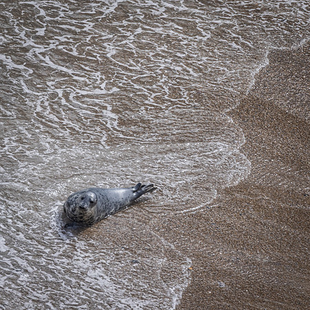 Yorkshire Coast-8
