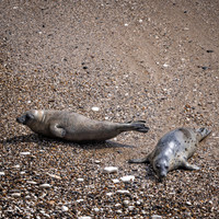 Yorkshire Coast-10