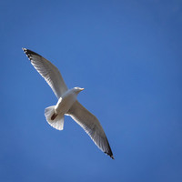 Yorkshire Coast-18