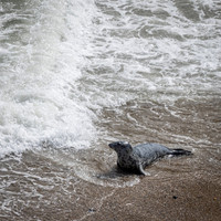 Yorkshire Coast-9
