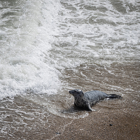 Yorkshire Coast-9