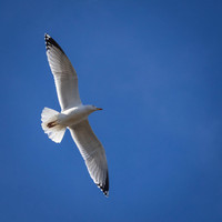 Yorkshire Coast-19