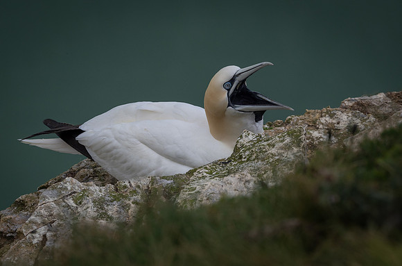 Bempton 2024-2