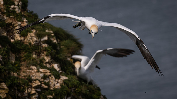 Bempton 2024-4