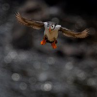 Skomer-5