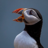 Skomer-6