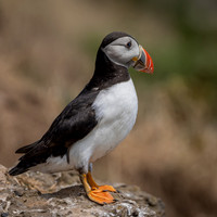 Skomer-2