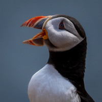 Skomer-7