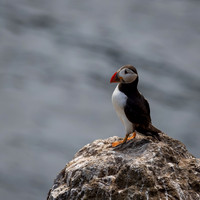 Wildlife: Skomer Island