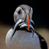 Skomer-10