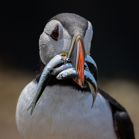 Skomer-10