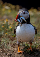 Skomer-9