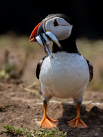 Skomer-11