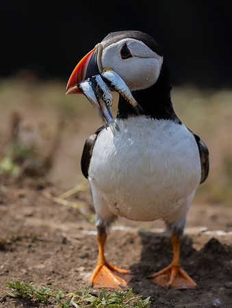 Skomer-11