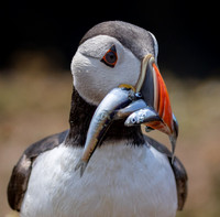 Skomer-13