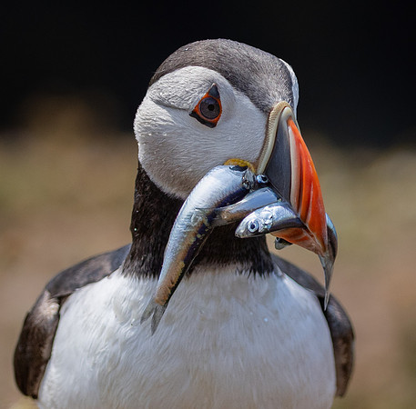 Skomer-13