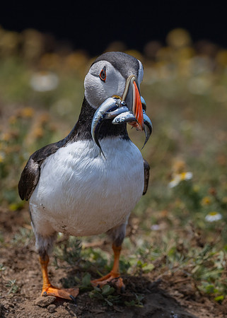 Skomer-8