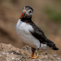 Skomer-3