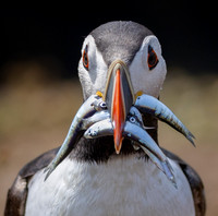 Skomer-14