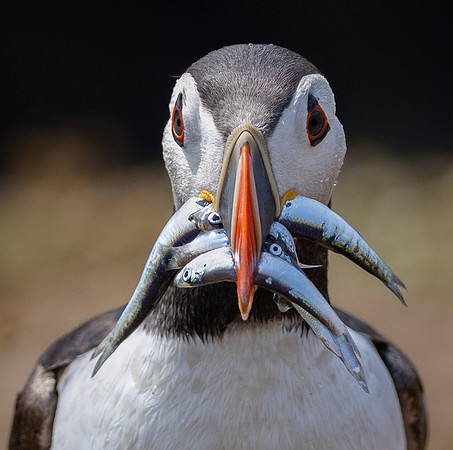 Skomer-14