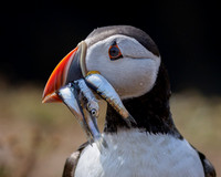 Skomer-12