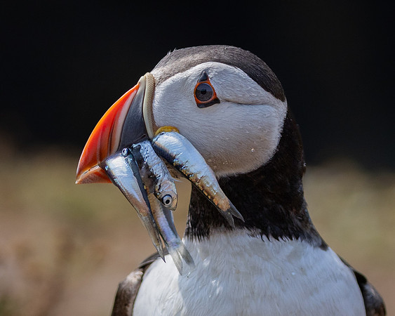 Skomer-12