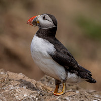 Skomer-4