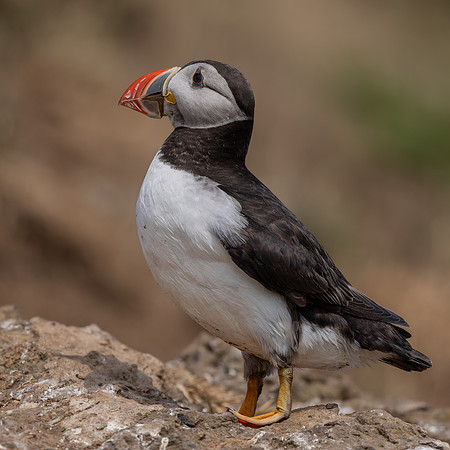 Skomer-4