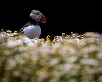 Skomer-17