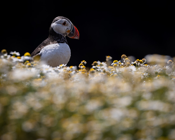 Skomer-17