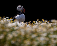 Skomer-18
