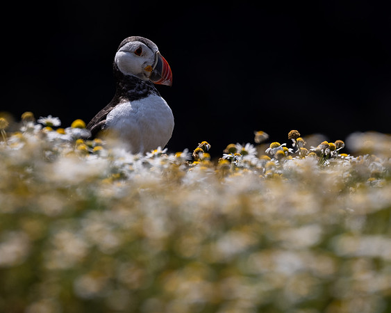 Skomer-18