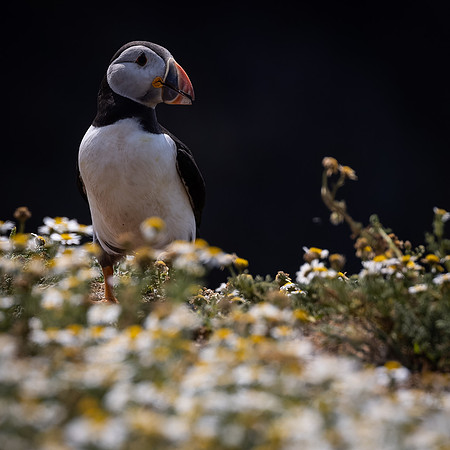 Skomer-15
