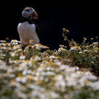 Skomer-16