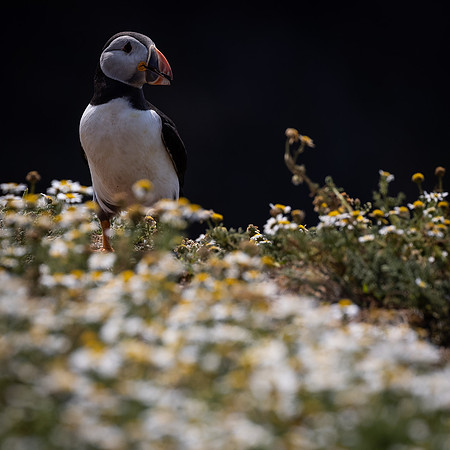 Skomer-16