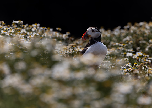 Skomer-23