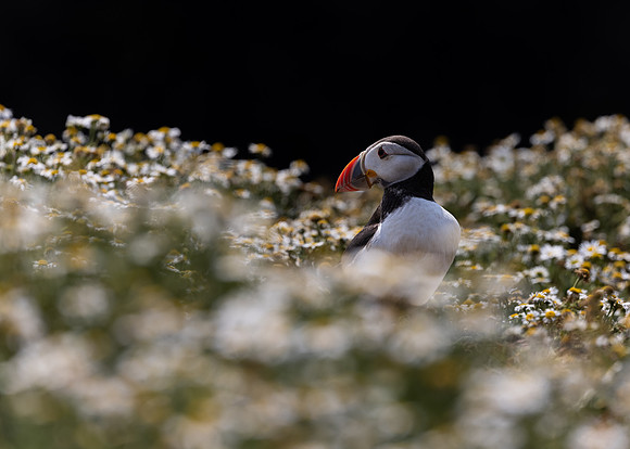 Skomer-24