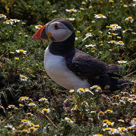 Skomer-21