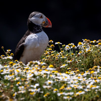 Skomer-20