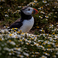 Skomer-19