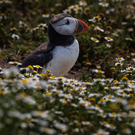 Skomer-19