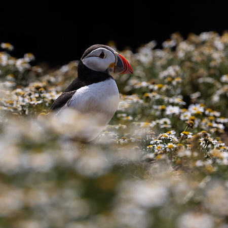Skomer-27
