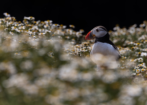Skomer-28