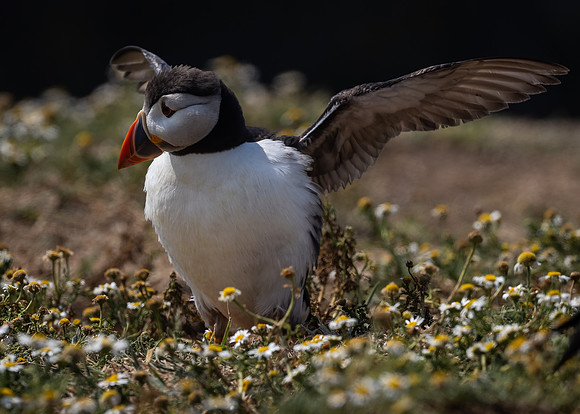 Skomer-30
