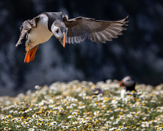Skomer-31
