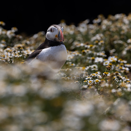 Skomer-26