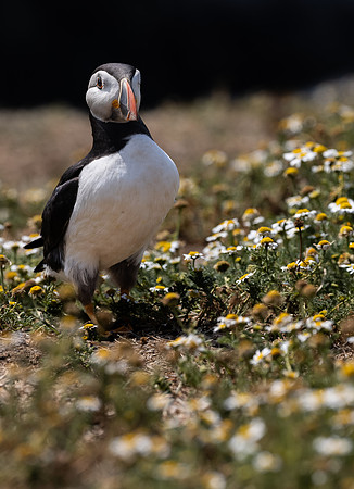 Skomer-29