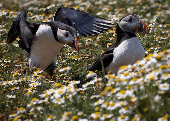Skomer-32