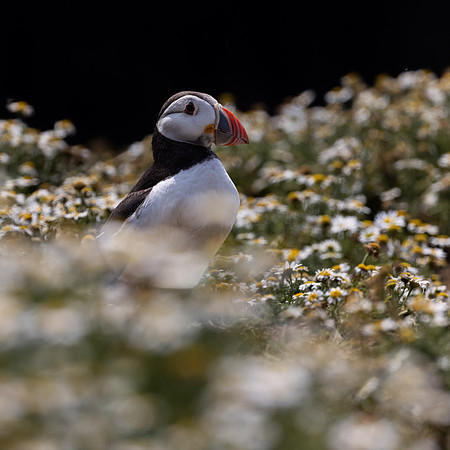 Skomer-25