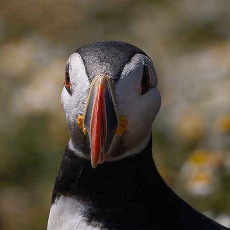 Skomer-34